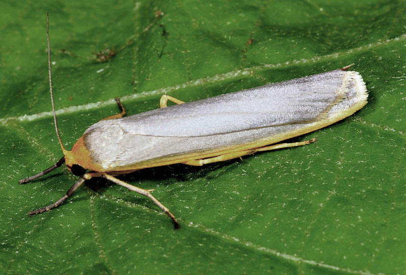 Eilema complana  (Erebidae Arctiinae)